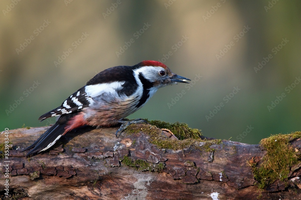 Obraz premium Middle spotted woodpecker ,,Leiopicus medius,, in Danube forest , Slovakia, Europe