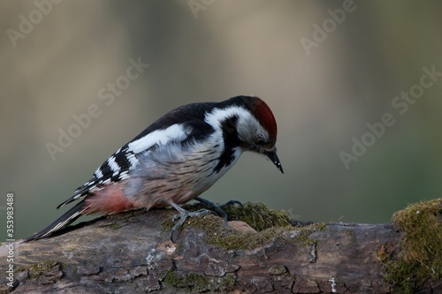 Middle spotted woodpecker ,,Leiopicus medius,, in Danube forest , Slovakia, Europe photo