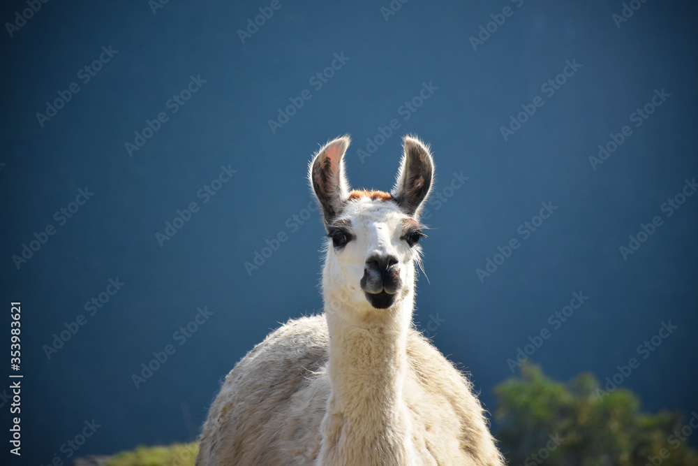 Obraz premium close up in the llama