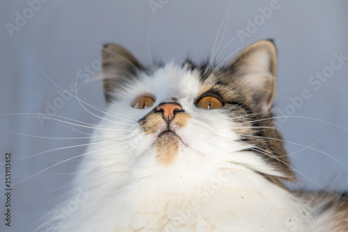 Adorable stunning fluffy cat face looking up with whiskies, nose & ears. Maine coon beautiful cat. 
