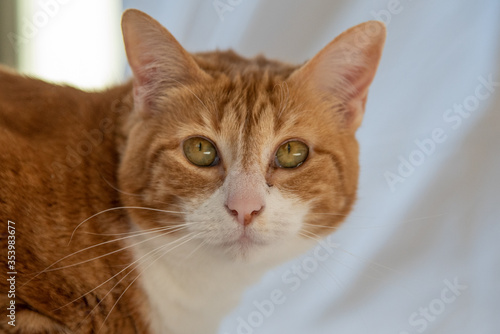 Cute adorable ginger, orange and white cat staring at the camera with white background. 