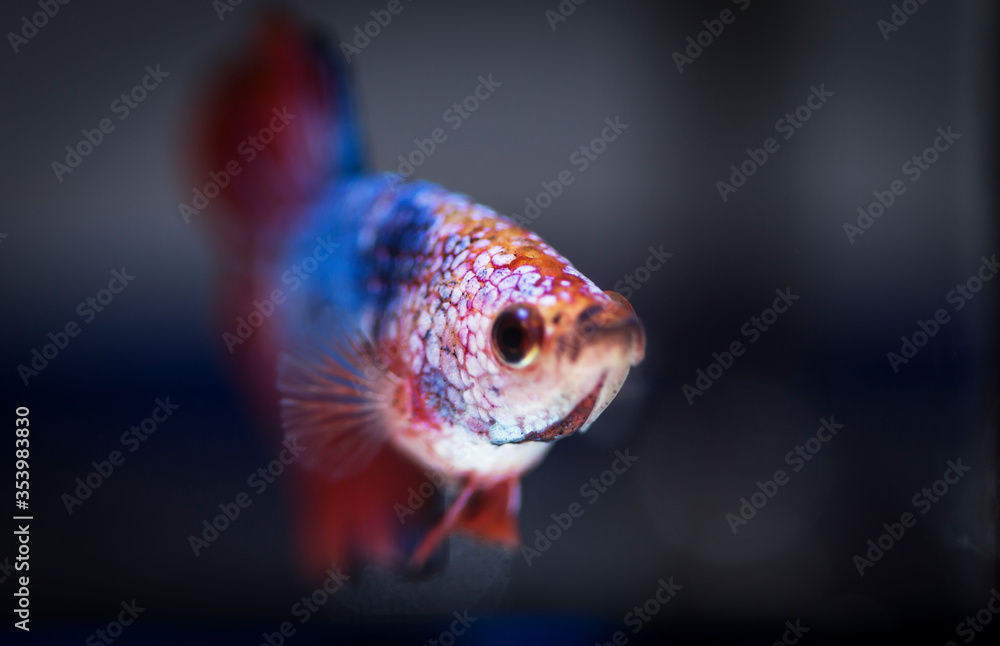 Fighting fish (Betta splendens) Fish with a beautiful Fighting fish (Betta splendens) Fish with a beautiful