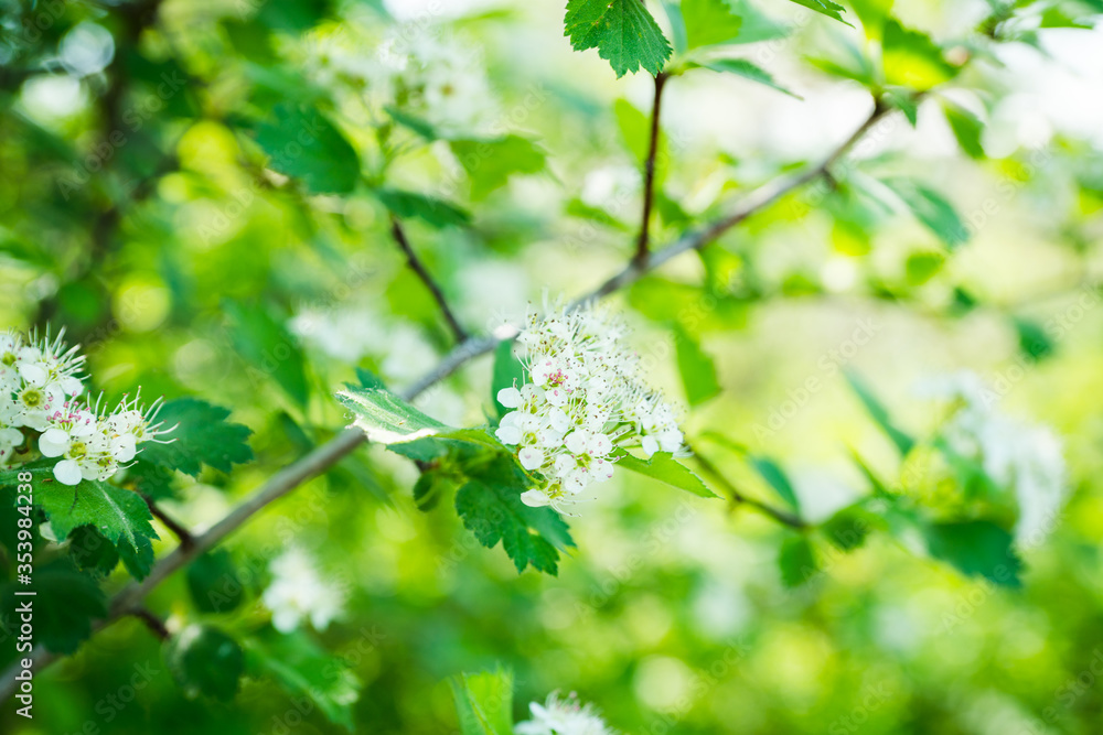 Blooming hawthorn bush in the garden. Shallow depth of field. Blooming hawthorn bush in the garden. Shallow depth of field.