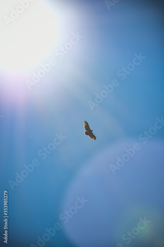eagle on the sky