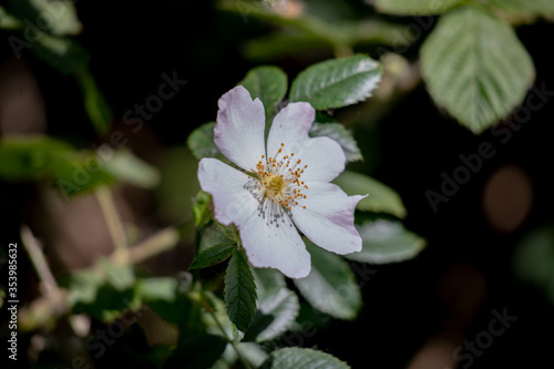 White Dog Rose in the woods