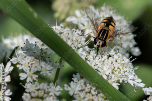 Hover fly on a flower