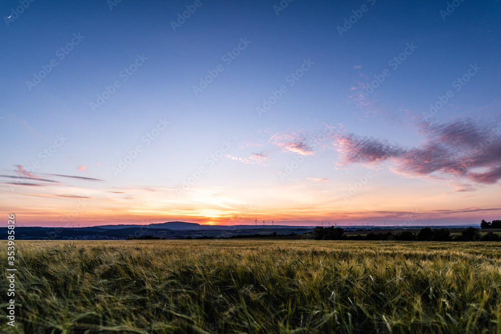 field of barley at sunset