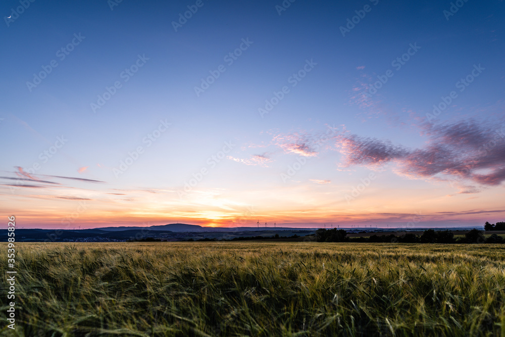field of barley at sunset field of barley at sunset