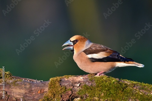 Close up of Hawfinch ,,Coccothraustes coccothraustes,, in Danube forest, Slovakia, Europe
