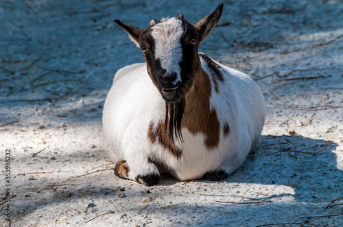 Chèvre naine photographiée dans un parc animalier.
