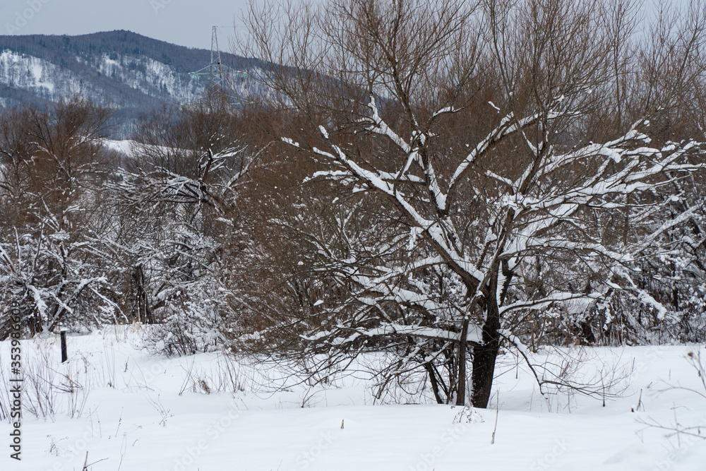 Landscape winter forest in the mountains Landscape winter forest in the mountains