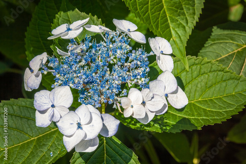 Close up of Hydrangea bretschneideri, a flowering plant of the Hydrangea genus, native to most of China. photo