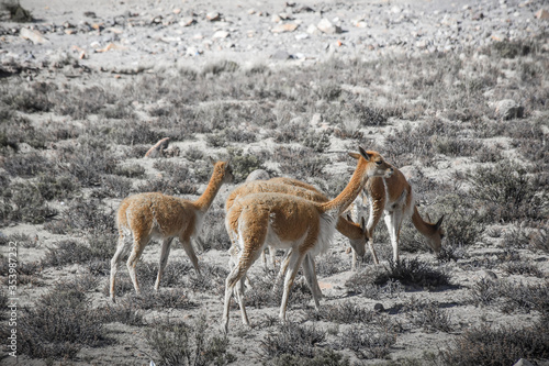 group of vicuna