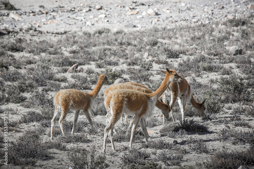 group of vicuna