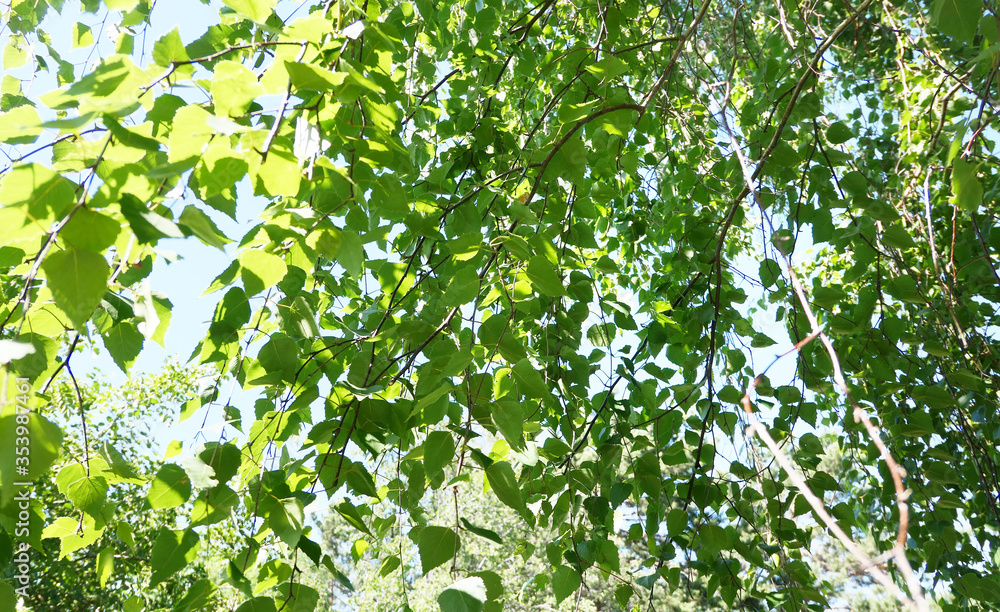 Fototapeta premium Birch background
