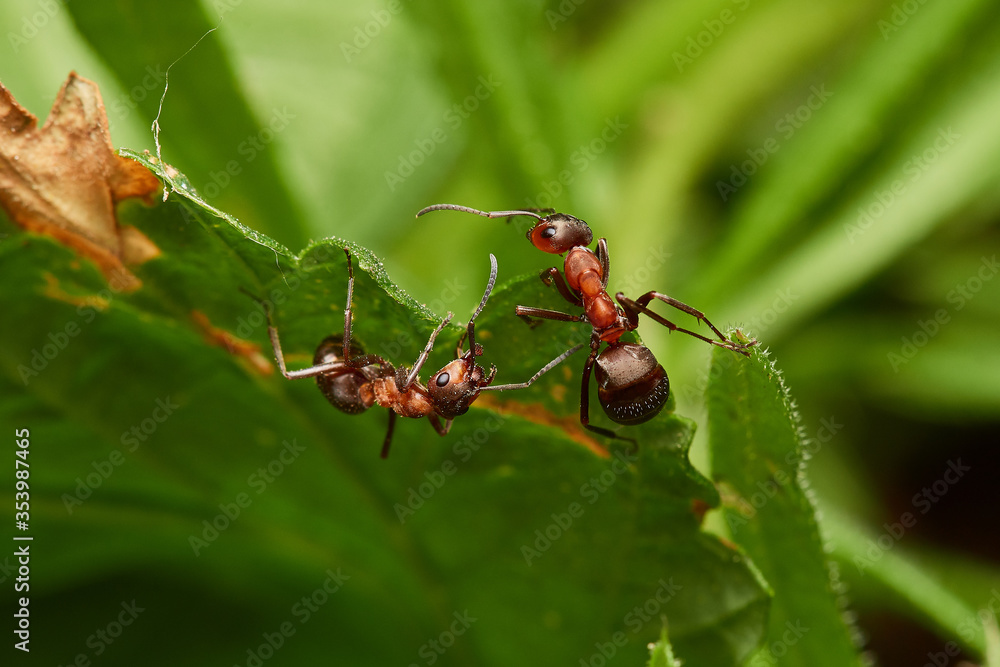 Red wood ant´s in natural environment, Danube forest , Slovakia, Europe Red wood ant´s in natural environment, Danube forest , Slovakia, Europe