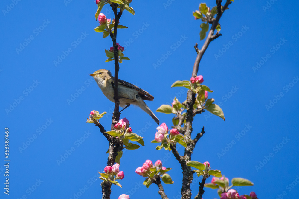 Chiffchaff bird, Phylloscopus collybita sings on blooming apple tree. Chiffchaff bird, Phylloscopus collybita sings on blooming apple tree.