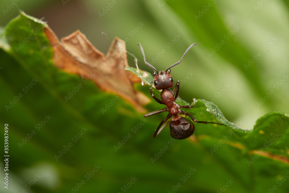 Red wood ant´s in natural environment, Danube forest , Slovakia, Europe Red wood ant´s in natural environment, Danube forest , Slovakia, Europe