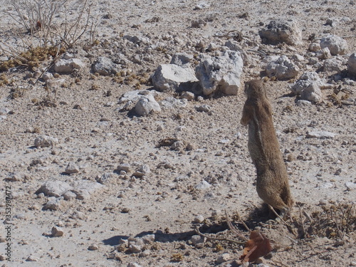 A squirrel on the side of the road, Etosha National Park, Namibia