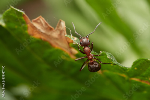 Red wood ant´s in natural environment, Danube forest , Slovakia, Europe © Tom
