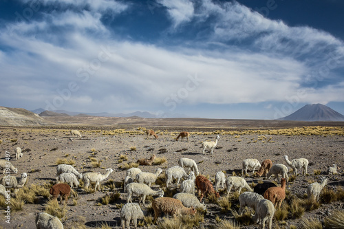 Animals in the field