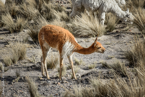 Vicuna in the field