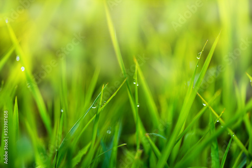 Drops of dew on the beautiful green grass background in the morning.