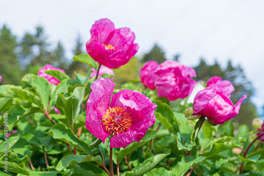 Paeonia daurica in the garden