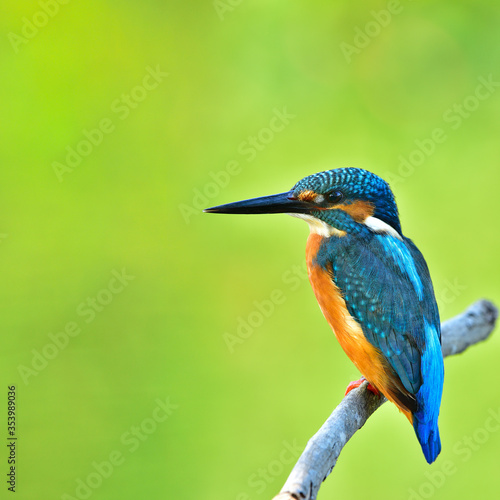 Common Kingfisher © BOONCHUAY