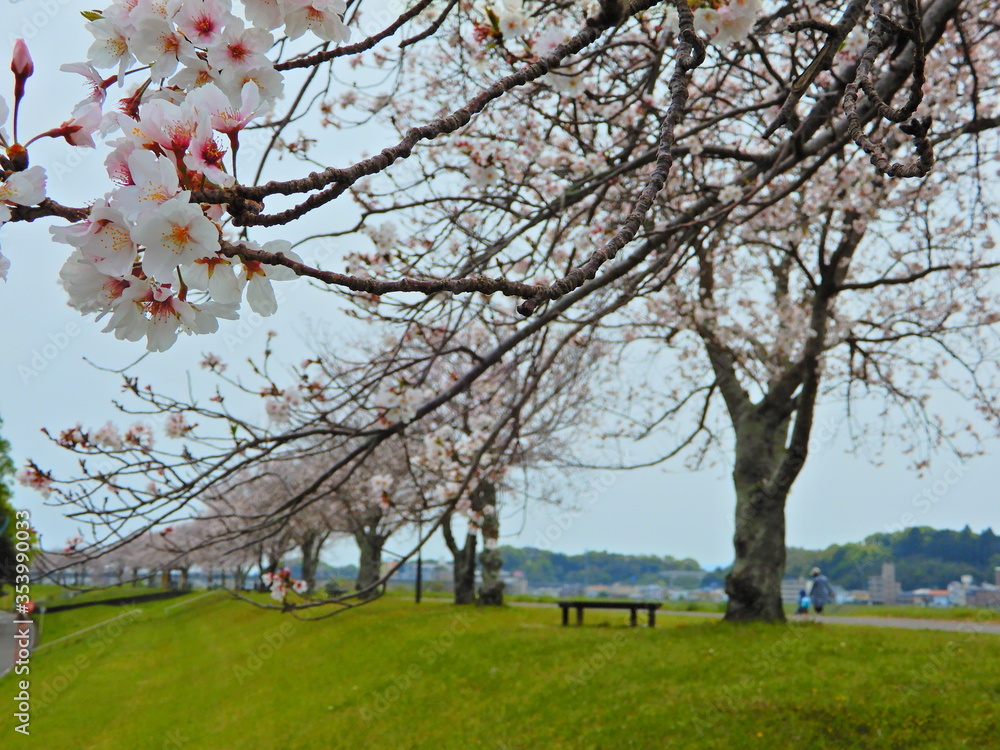 桜並木 桜並木