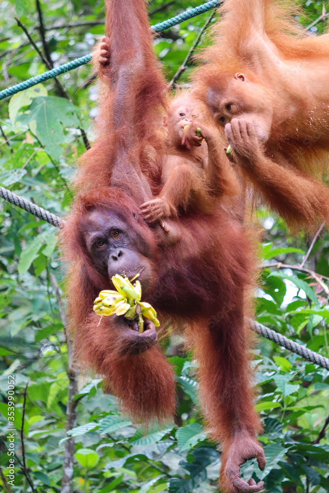 Obraz premium Orangutan family of three individuals hanging from a rope and eating bananas: female mother carrying a baby and young male teenager looking at them. Sarawak, Malaysia, Borneo, South east Asia