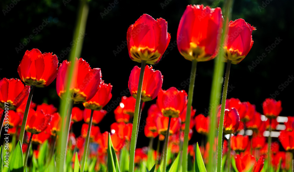 Obraz premium Red tulips close-up on a black background.