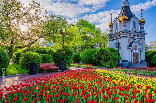 A lot of tulips in the center of Yekaterinburg on the lawn on a summer morning.