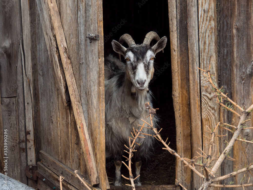 Black-white old domestic goat with horns stands in the doorway of a wooden corral. Black-white old domestic goat with horns stands in the doorway of a wooden corral.