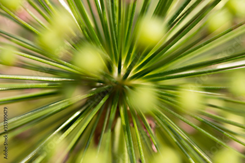 Zierlauch Allium close-up