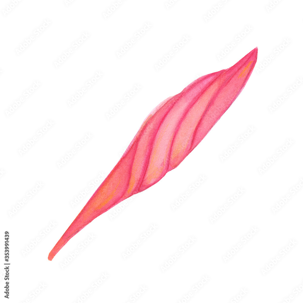 Watercolor hand painted pink flower plumeria frangipani Watercolor hand painted pink flower plumeria frangipani