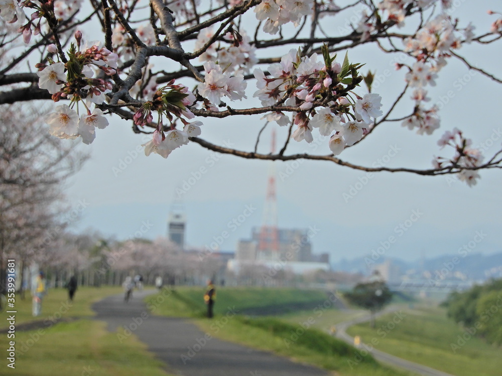 Obraz premium 桜並木