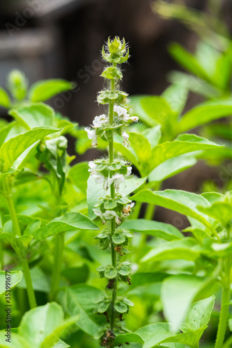 Lemon basil, hoary basil,Thai lemon basil,or Lao basil