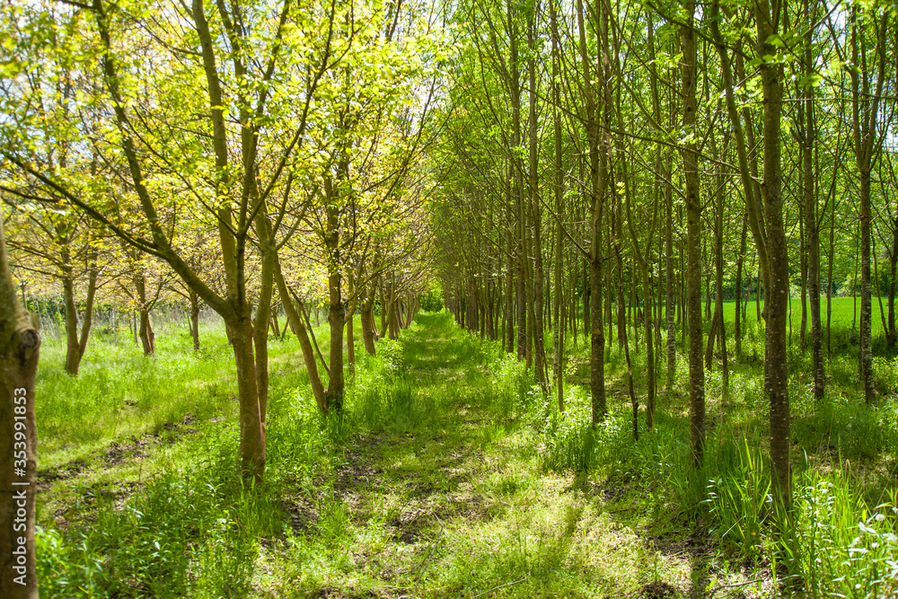 Naklejka premium Beautiful shot of green park with tall trees