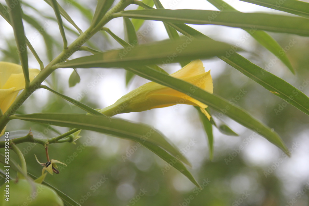 Fototapeta premium close up of green leaves