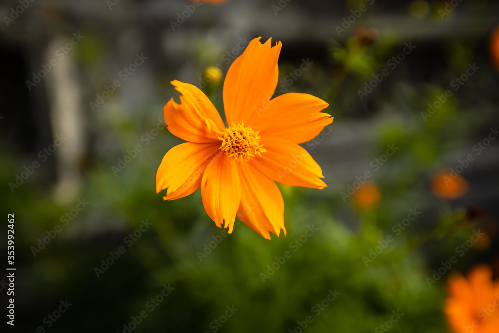 Close up of small marigold flower with green background. Nature and environment concept. Flower background. Close up of small marigold flower with green background. Nature and environment concept. Flower background.