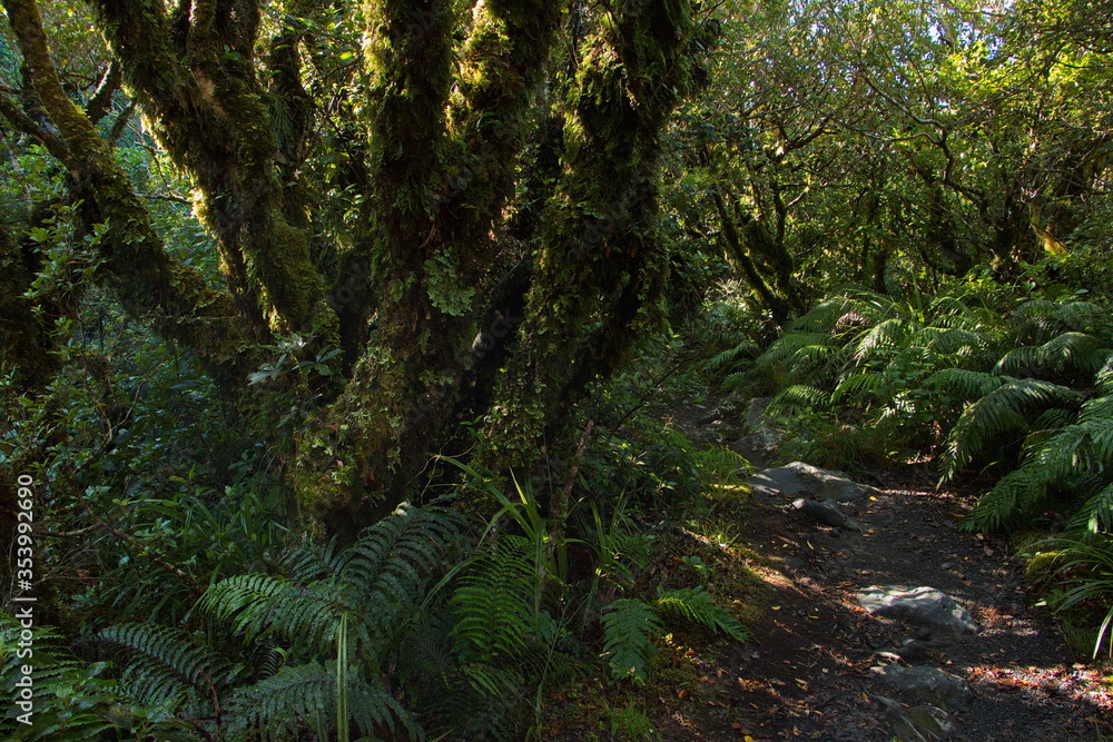 Forest at Kapuni Loop Track in Egmont National Park,Taranaki region on North Island of New Zealand 

