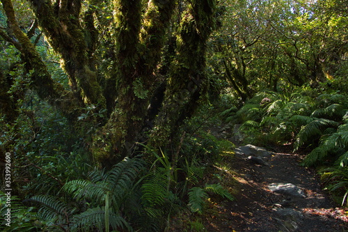 Fototapeta Naklejka Na Ścianę i Meble -  Forest at Kapuni Loop Track in Egmont National Park,Taranaki region on North Island of New Zealand 
