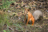 red squirrel in the park