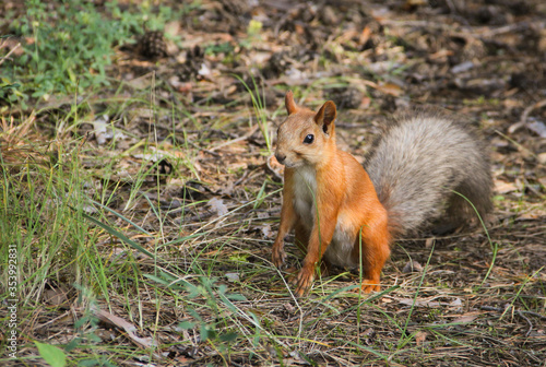 red squirrel in the park
