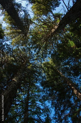 Pine trees at Lake Mangamahoe Taranaki region on North Island of New Zealand  