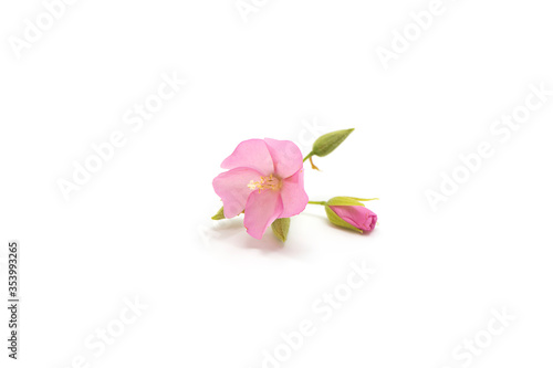 Pink flower of dombeya tree.