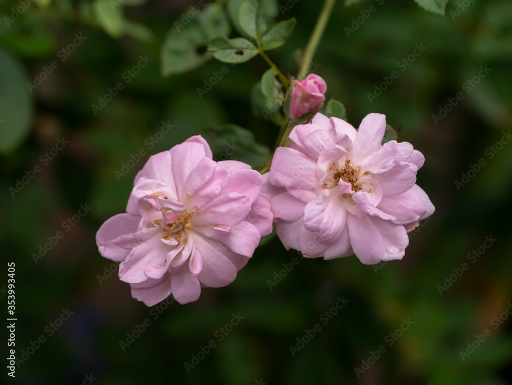Close up pink of Damask Rose flower with blur background. Close up pink of Damask Rose flower with blur background.