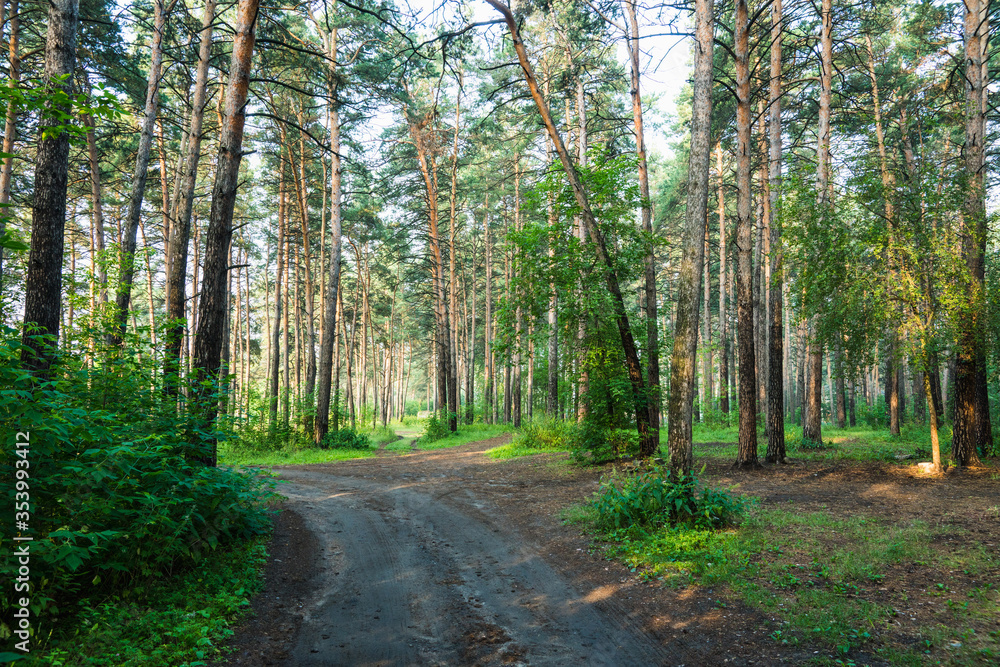 Road through beautiful and wild forest