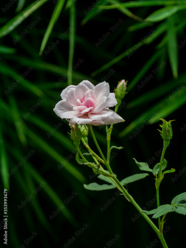 Close up pink of Damask Rose flower with blur background. Close up pink of Damask Rose flower with blur background.